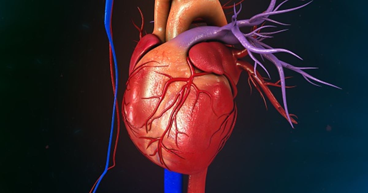 Right ventricular hypertrophy: Causes, symptoms, and treatment tips for