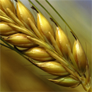 Hidden Ways Wheat is Making You ...