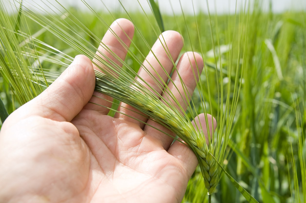 The Miracle Grass for Diabetes a...