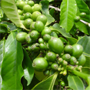 Green Coffee Bean: The New Weigh...