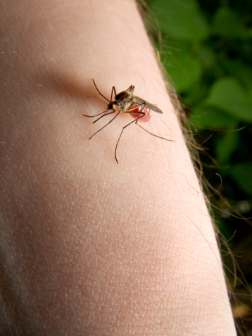 Avoid the Itch. Natural Mosquito...