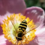 Effect of Bees on Aging