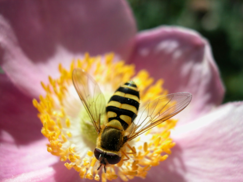 The Effect of Bees on Aging