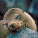 Seal Flu – The Newest Epidemic