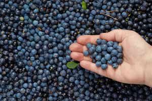 Blueberries Superfood