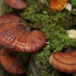 health-benefits-of-mushrooms