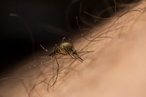 west nile infected mosquitos 