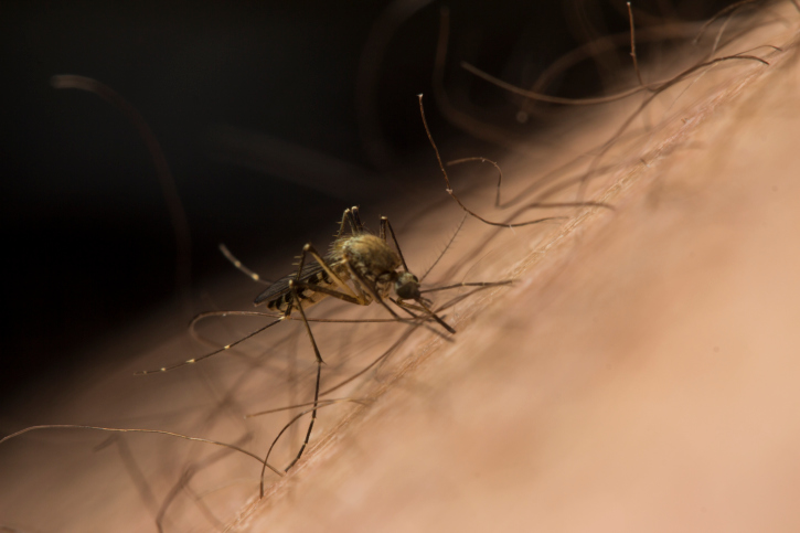 More West Nile infected mosquito...