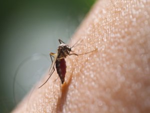 Cure for malaria in testing phase