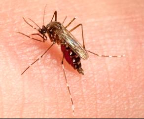 Scientists find genetic clue to mosquito’s resistance to insecticides
