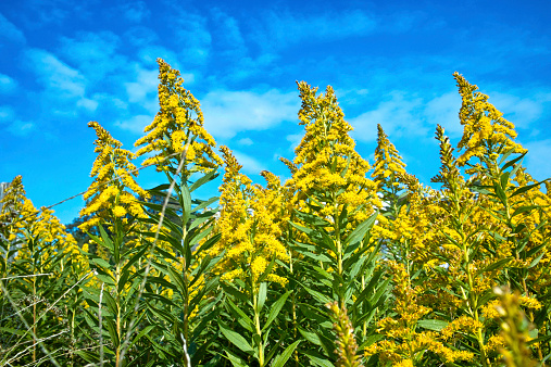 Ragweed allergen worsened by pol...