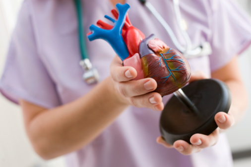 Insight into why human heart can...