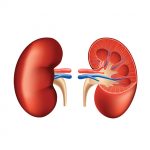 How obesity affects kidney function