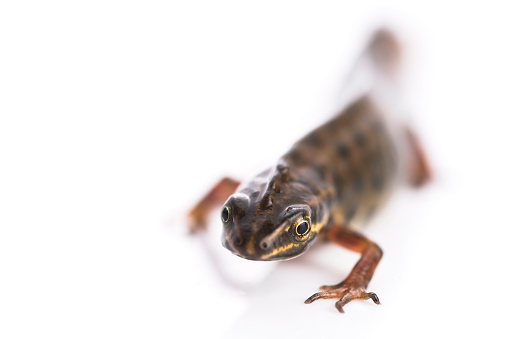Scientists inspired by newts for...