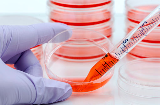 Transplanted placental stem cell...