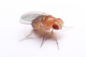 Radiation increases life-expectancy of fruit flies