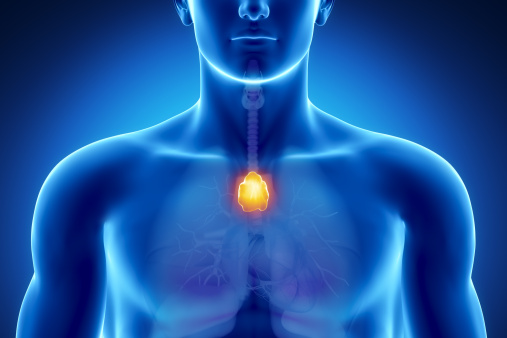 Thymus shrinking linked to immun...