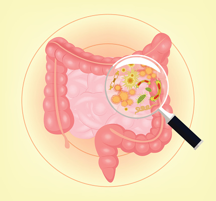 Increasing good gut bacteria is ...