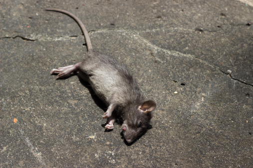 New bubonic plague case confirme...