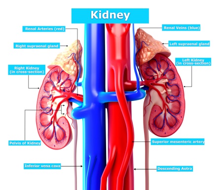 Early chronic kidney disease (CK...