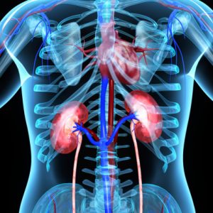 Early predictor of kidney disease based on existence of protein in blood