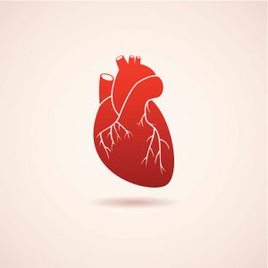 Heart disease risk factor, heart aging, differs in men and women