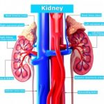 Chronic Kidney Disease Diagnosis