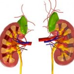 Inactivity and Kidney Disease