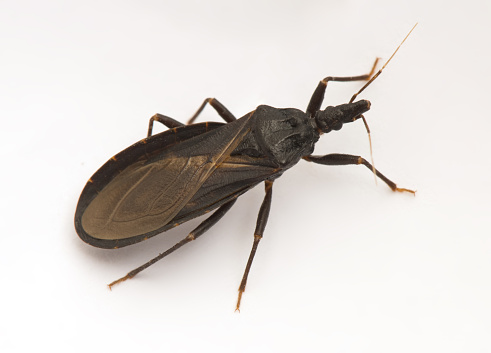 Kissing bug responsible for dead...