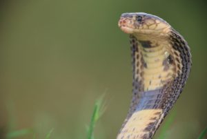 For patients on blood thinners, snake venom could improve surgery