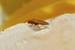 Bedbugs-becoming-resistant-to-insecticides