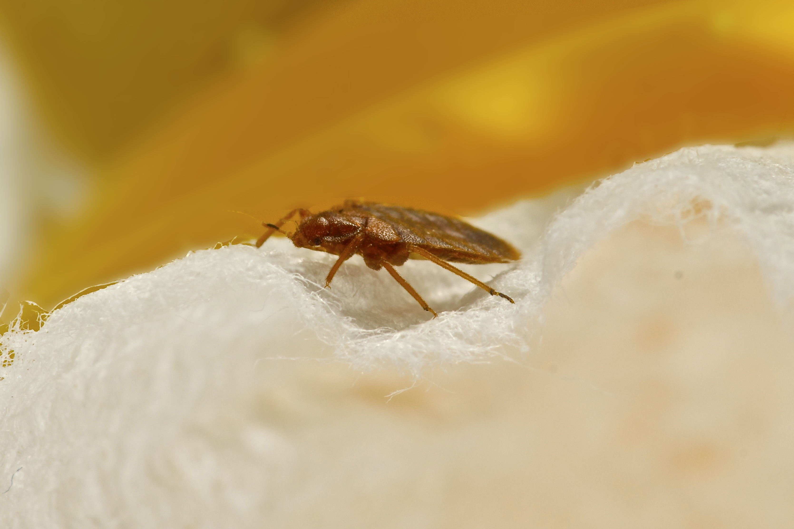Bedbugs becoming resistant to in...