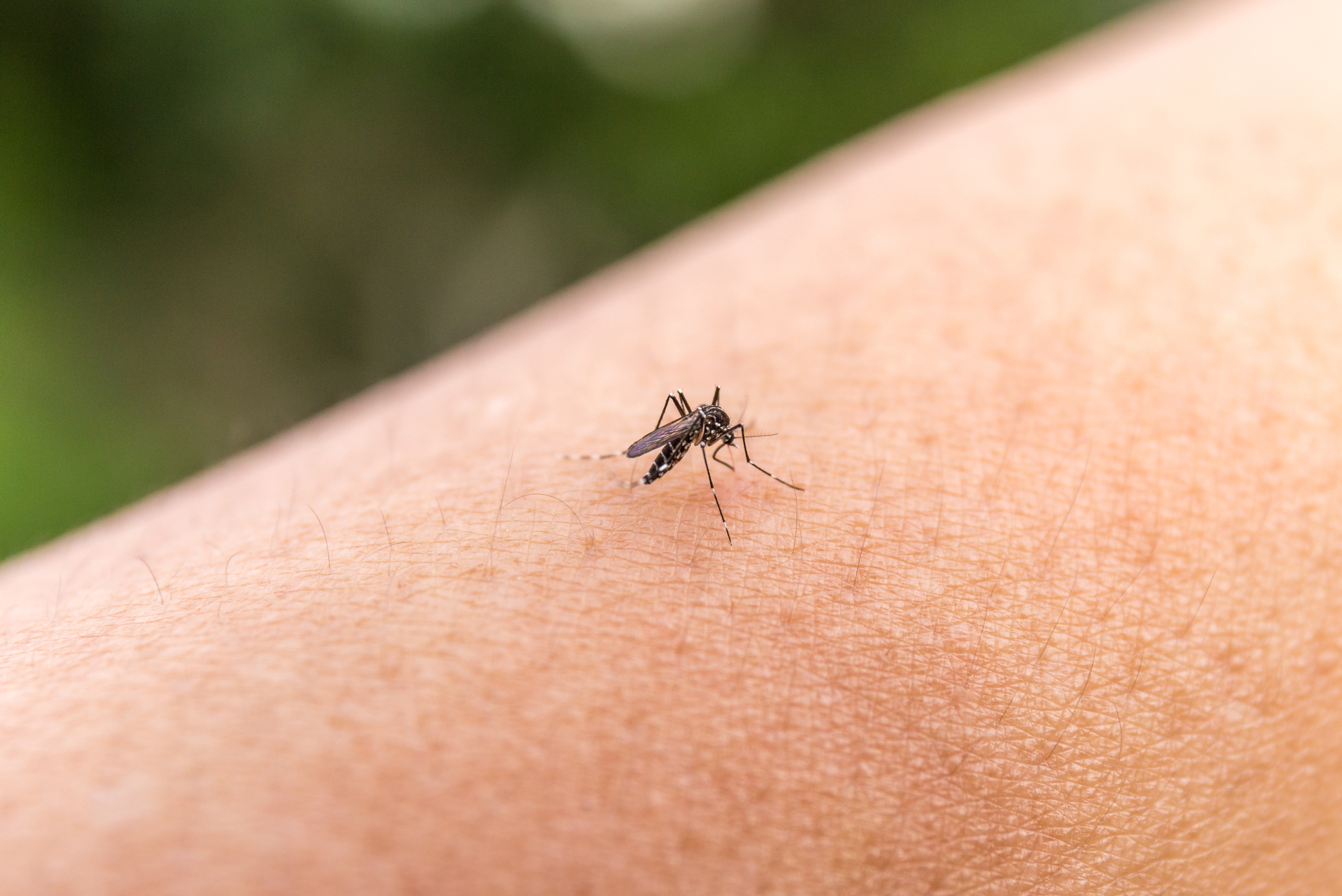 Experts predict Zika virus will ...