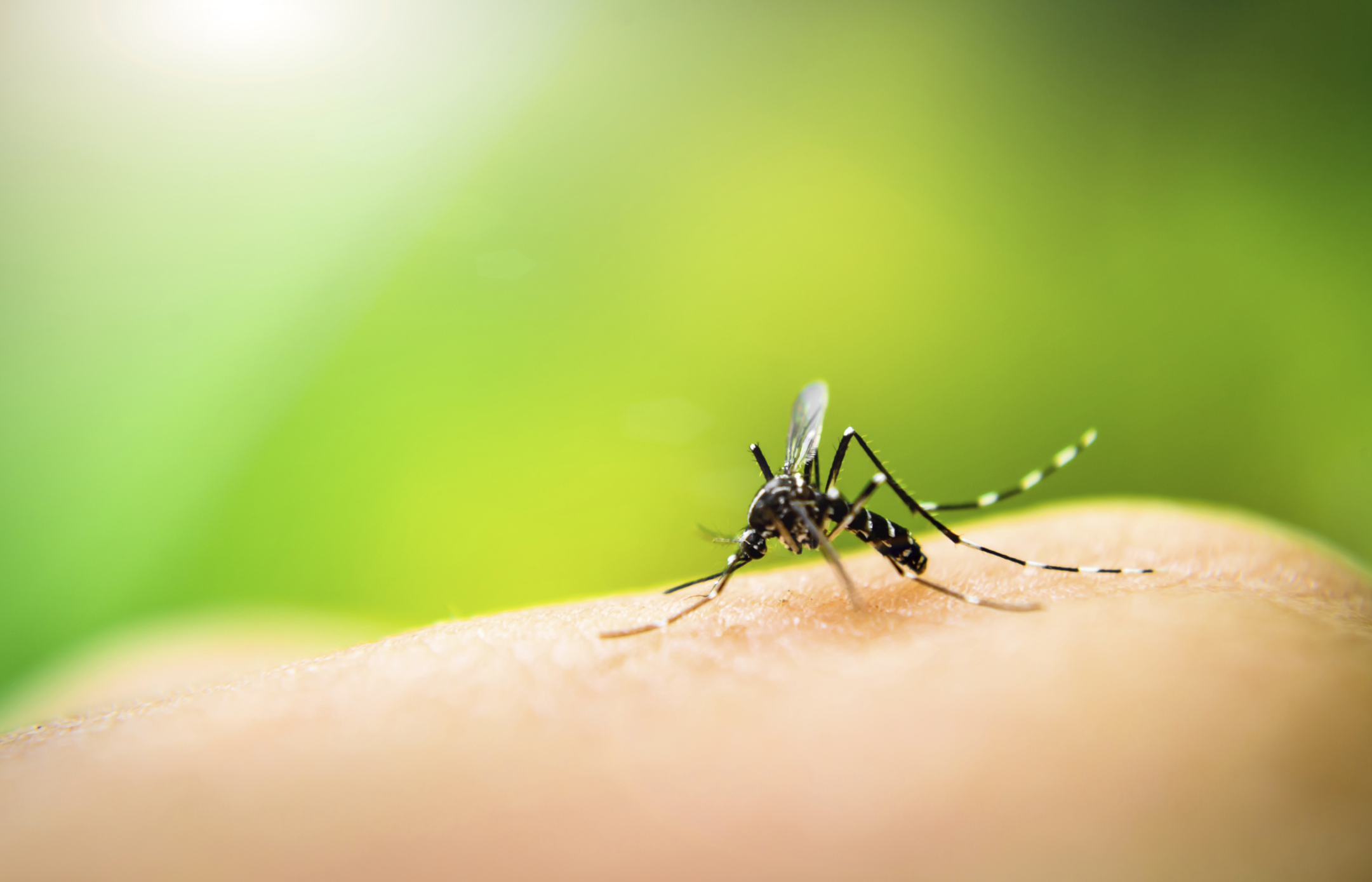 Zika virus travel precautions su...