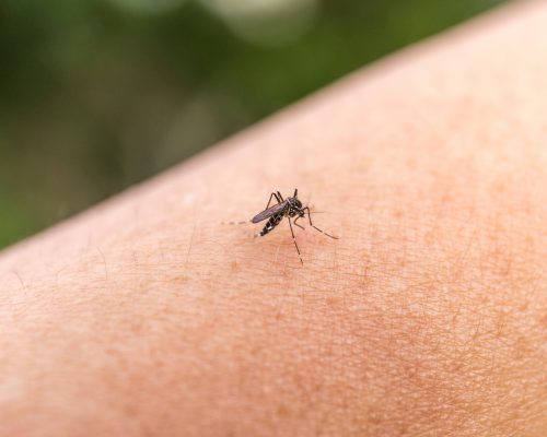 Experts-predict-Zika-virus-will-travel-to-Southern-U.S.