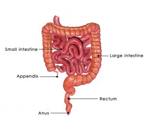 IBD, ulcerative colitis, and Crohn’s disease treatment potential with mucus in colon