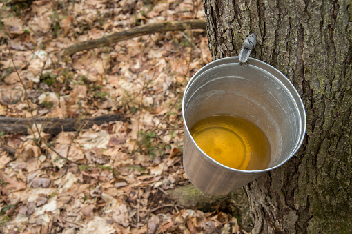 Pure maple syrup shows promise f...