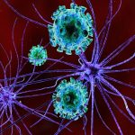 Multiple sclerosis may be triggered by brain cells