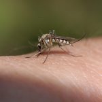 Zika virus and malaria differences in symptoms