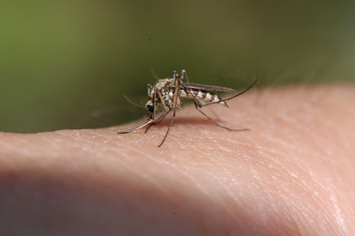 World Malaria Day: Zika virus vs...
