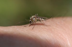 Zika virus vs. malaria