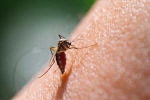 Zika virus versus dengue