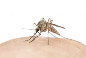 Chikungunya virus 