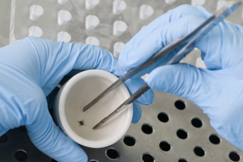 Lyme disease vs. lupus, differences in symptoms, causes, and treatment