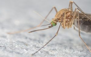 Zika virus infection intensified due to dengue antibodies 