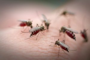 Zika virus, dengue, and malaria risk 