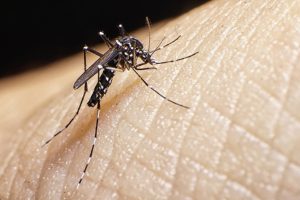 Zika virus strain in Brazil