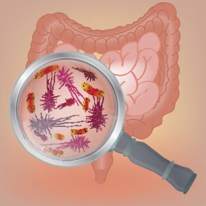 In type 1 diabetes, gut microbiome influence autoimmune processes