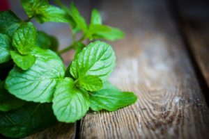 Irritable bowel syndrome pain relieved by spider venom, peppermint