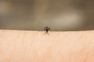 Prevent mosquito and tick bites this summer, reduce Zika virus and Lyme disease risk